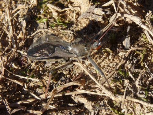 Arilus cristatus